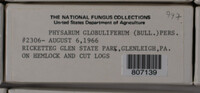 Physarum globuliferum image